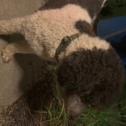 Gator - Poodle
