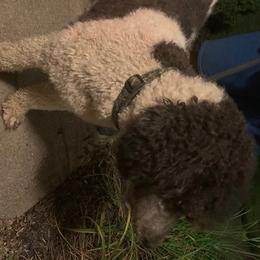 Gator - Poodle