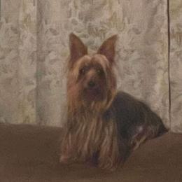 Millie - Yorkshire Terrier