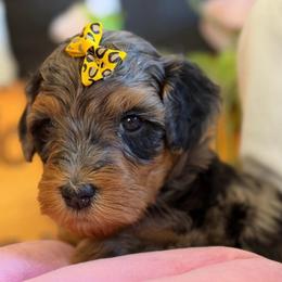 Frappe - Merle female Bernedoodle puppy in Toledo, Ohio from Avery Doodle Day LLC