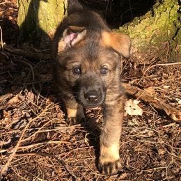 German Shepherd Puppies from Vom Kiefernhaus
