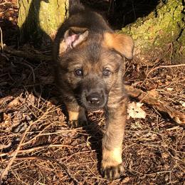 German Shepherd Puppies from Vom Kiefernhaus