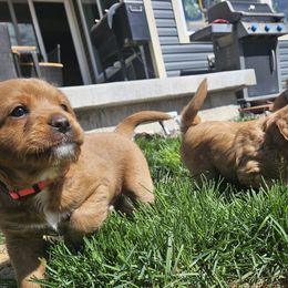 Labradoodles from Colorado RedEmber Labradoodles