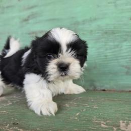 Stella - Black and white female Shih Tzu puppy in Mountain Grove, Missouri from Precious Puppies
