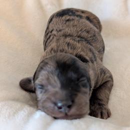 Ned - Merle male Goldendoodle puppy in Rockledge, Florida from Bellady's Shihpoos