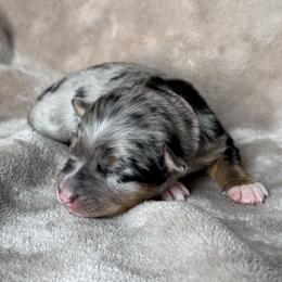 - Pink - Blue merle female Australian Shepherd puppy in Richmond, Virginia from Madeline Lee