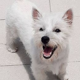 Japanese Chins and West Highland White Terriers from kennel ASTRAGUS