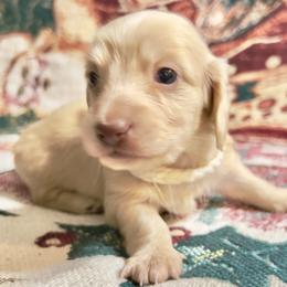 Fireworks - Cream male Dachshund puppy in Sacramento, California from MiniDoxPups