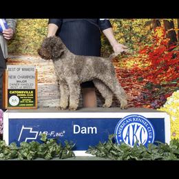 Khaos - Lagotto Romagnolo