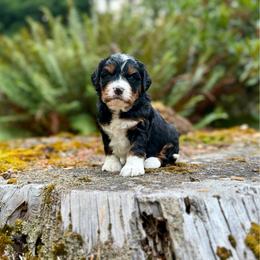 Jaq (Orange Collar) - Tri-color male Bernedoodle puppy in Stanwood, Washington from Butter Cup Pups and Paws