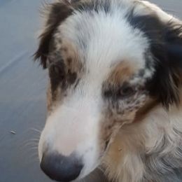 Australian Shepherds from In The Woods Aussies