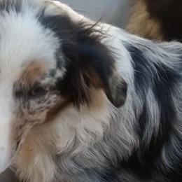 Australian Shepherds from In The Woods Aussies