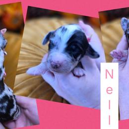 Nell - Merle female Goldendoodle puppy in Decatur, Tennessee from Diamond's Doodles