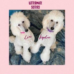 Poodle Puppies from Ocala Standard Poodles