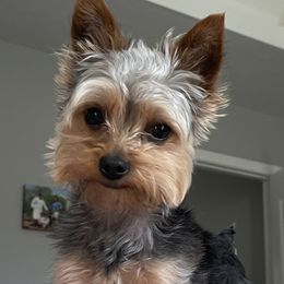 Yorkshire Terriers from Southern House Of Yorkies