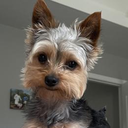 Yorkshire Terriers from Southern House Of Yorkies