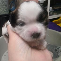 Bella - Brindle and white female Mal-Shi puppy in Belleville, Michigan from Michigan Maltese Puppies