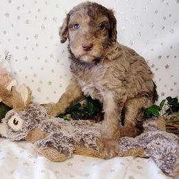 Crue - Merle Labradoodle puppy in Phoenix, Arizona from AZ Blue Sky Dogs
