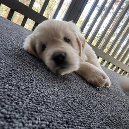 Golden Retriever Puppies from Evergreen Goldens