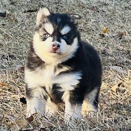 Grinch - Black and white male Pomsky puppy in Monroe, Georgia from Beastly Beauties Huskies & Pomskies