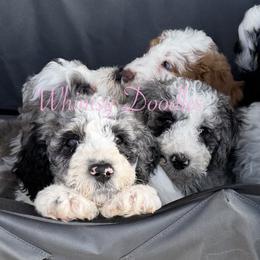 Zeus - Blue merle male Bernedoodle puppy in Omaha, Nebraska from Whimsy Doodles