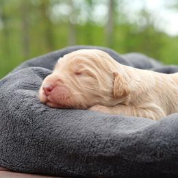 Leeli Wingfeather - Cream female Labradoodle puppy in Rock Island, Tennessee from Harvest Sky Kennels