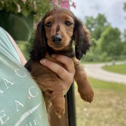 Jambalaya 4000dollars - Red male Dachshund puppy in Crystal, Michigan from Mare-bella Dachshunds
