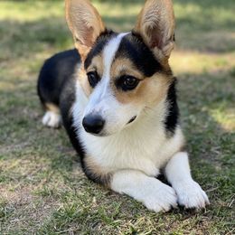 Pembroke Welsh Corgi All Grown Up from G.G.'s Corgis