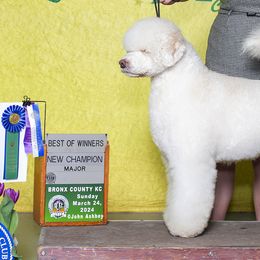 Sir Prize - Portuguese Water Dog