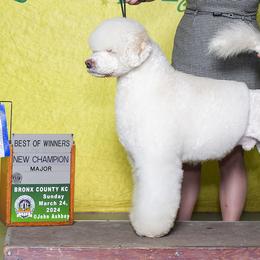 Sir Prize - Portuguese Water Dog