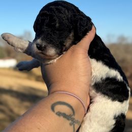Key Lime - Black and white female Sheepadoodle puppy in Greeneville, Tennessee from Smokey Mountain Sheepadoodles