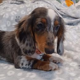 Skye - Dachshund
