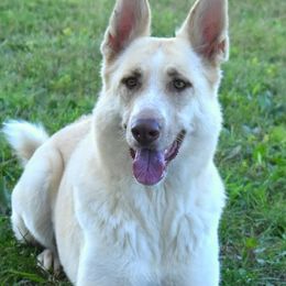 Calypso - German Shepherd