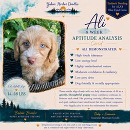 Alabaster - female Australian Mountain Doodle puppy in Port Orchard, Washington from Yukon Harbor Doodles