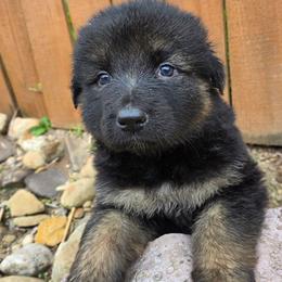 Female 3 - Black and tan female German Shepherd puppy in Leon, West Virginia from Heart2Heart Kennels