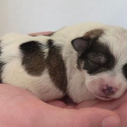 Ravioli - Parti male Miniature Schnauzer puppy in Allison, Iowa from Firefly Stables