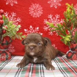 Angel - Chocolate female Chihuahua puppy in Bulls Gap, Tennessee from Smokey Mountain Chihuahuas