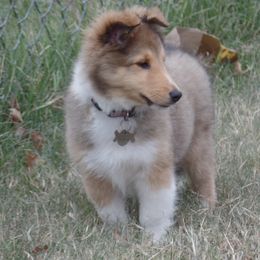 Shetland Sheepdog Puppies from September Morning Shelties