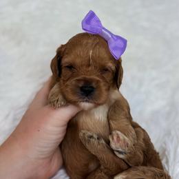 Twix - Apricot female Cavapoo puppy in Reeds Spring, Missouri from As Good As Goldendoodles and more