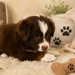 Henry - Red tri male Miniature Australian Shepherd puppy in Jones, Oklahoma from J&R Aussies/Shih Tzu