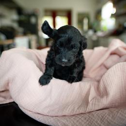 Josephine - Black female Goldendoodle puppy in Austin, Texas from Alex's Goldendoodles