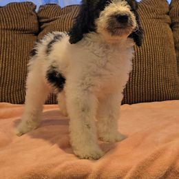 Ghost - Phantom male Poodle puppy in Minneapolis, Minnesota from River Park Poodles