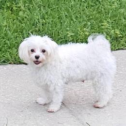 Curly - Maltipoo