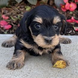 Olympia - Black and tan female Yorkipoo puppy in Lebanon, Kentucky from Mosaic Merle Doodles