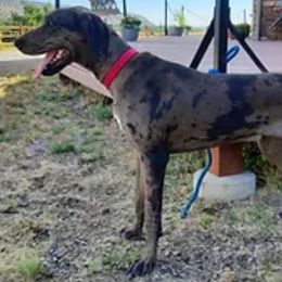 Cali - Companion Cross