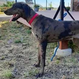 Cali - Companion Cross