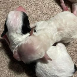 Aussiedoodle, Poodle, and Toy Australian Shepherd Puppies from Heartland Ranch