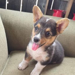 American Corgi and Pembroke Welsh Corgi Puppies from Grassy Lake Corgis