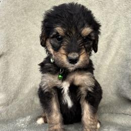 Spruce - Phantom male Bernedoodle puppy in Holden, Missouri from Mid-West Bernedoodles