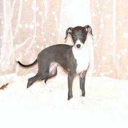 Georgio - Italian Greyhound